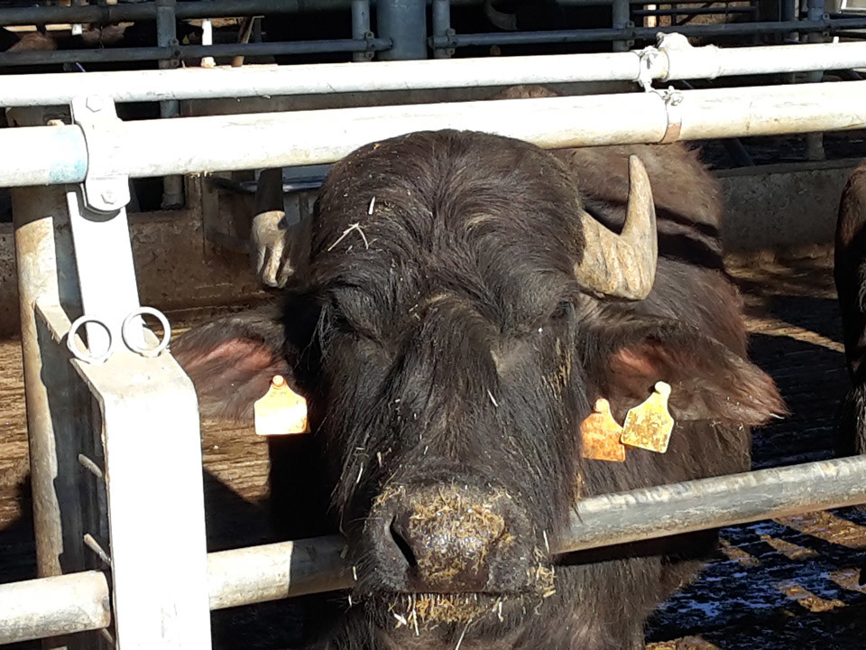 Paestum tour and buffalo mozzarella tasting - Buffalo farm