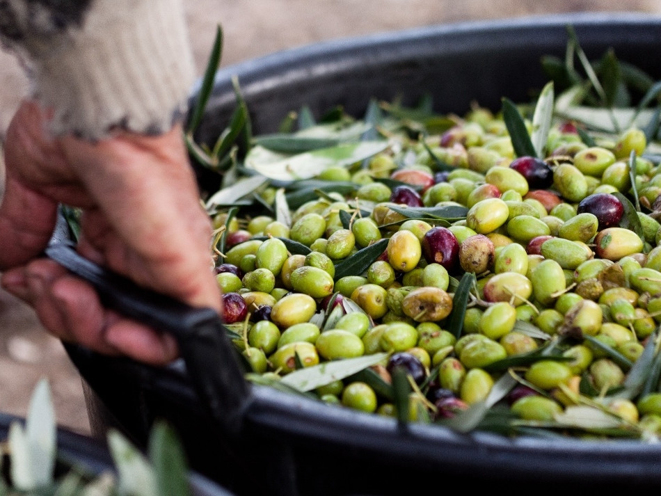 Tour gastronomico da Positano - Raccolta olive e assaggio olio