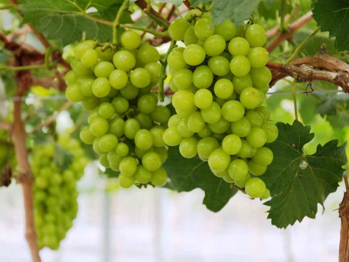 Wine tasting tour Amalfi coast - The vineyard