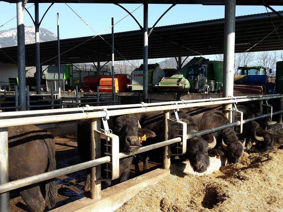 Paestum tour and buffalo mozzarella tasting - Buffalo farm